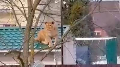 В Подмосковье на крыше дома обнаружили львицу