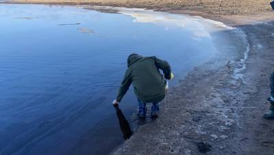На реке Волхов под Великим Новгородом обнаружили разлив нефтепродуктов