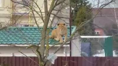 На крыше дома в Подмосковье заметили львицу