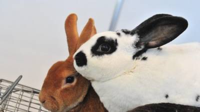 Ученые нашли ген, нужный кроликам для прыжков