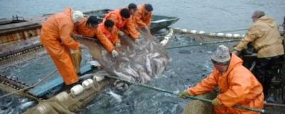 Около 8,4 тысяч тонн лососевых планируют добыть на Чукотке в этом году