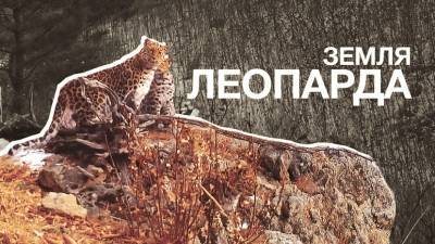 Семейство дальневосточных леопардов позирует перед фотоловушкой — видео