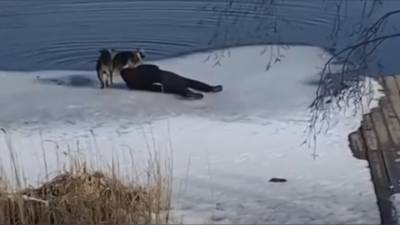 В Энгельсе мужчина спас собаку из ледяной воды
