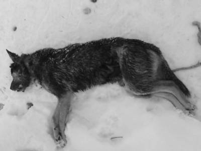 В Челябинской области волки пришли в поселок и загрызли собаку