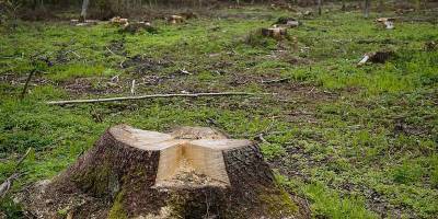В селе Лихковка в Харьковской области менее чем за неделю под видом сухостоя вырубили два гектара леса - видео - ТЕЛЕГРАФ