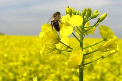 Эффективная защита и прибавка урожая: Пиктор® – лучший фунгицид для рапса в период цветения