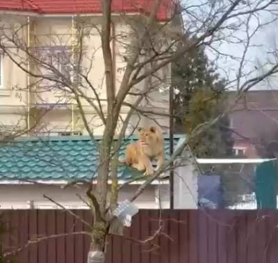 Львица на крыше подмосковного дома, привлекла внимание москвичей — видео