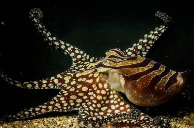 Ученые выяснили, снятся ли осьминогам сны