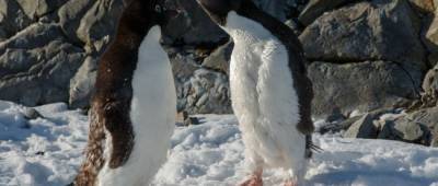 Украинские полярники показали «разборки» пингвинов на забавных фото - w-n.com.ua - Антарктида - станция Академик Вернадский