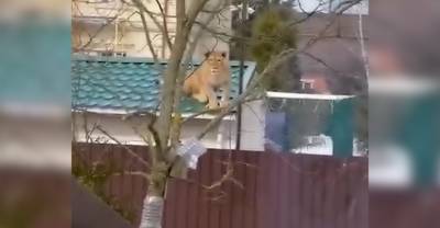 Жителей элитного посёлка под Москвой напугала львица, забравшаяся на крышу дома — видео