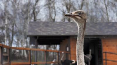 В Подмосковье вакцинировали 150 страусов