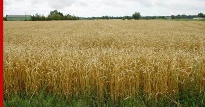 Из-за ежегодной гибели посевов Башкирия удваивает субсидии на агростраховку