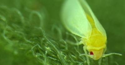 Эволюционное преступление. Белокрылки украли ДНК у растений, чтобы безопасно поедать их же листья