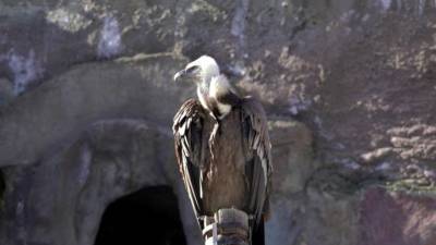 Небрежность или вредительство: перчатка посетителя зоопарка убила редкую птицу