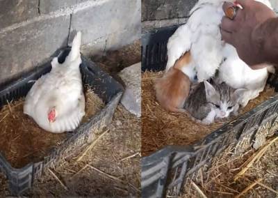 Приемная мама: курица усыновила 3 ​​осиротевших котят – трогательные фото