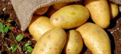 Мужчина в Карелии лишился почти всех накоплений, продавая картофель
