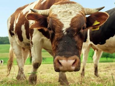 «Насчитали более 200 трупов»: сибиряки шокированы массовой гибелью коров на крупной ферме