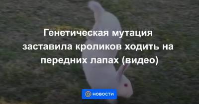 Генетическая мутация заставила кроликов ходить на передних лапах (видео)