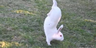 Этот кролик бегает на передних лапах вместо прыжков — все дело в генетической мутации: видео