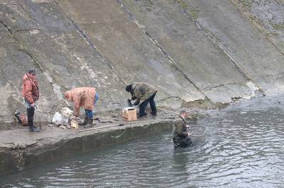 В Ростове на обмелевшем Северном водохранилище пресекли незаконный массовый вылов рыбы