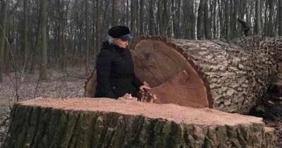 В Голосеевском парке Киева неизвестные уничтожили вековые дубы (фото)
