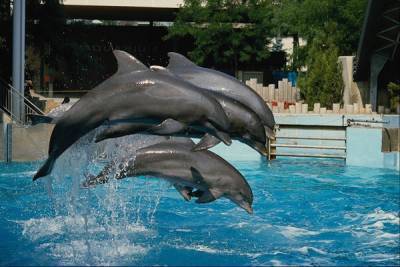 Минсельхоз РФ предложил запретить вывоз дельфинов, китов и морских свиней