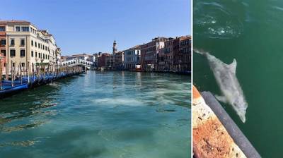 У каналах Венеції помітили дельфінів (ФОТО)