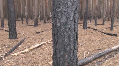 После пожаров в Воронежской области вырубят 313 га леса