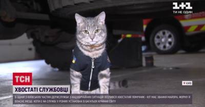 Хвостатый спасатель: в Киеве кот получил звание майора