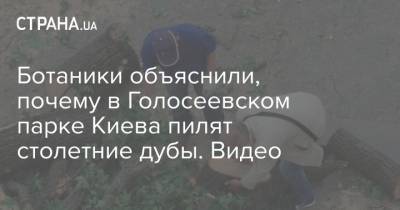 Ботаники объяснили, почему в Голосеевском парке Киева пилят столетние дубы. Видео
