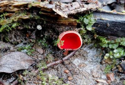В Ленобласти найдены первые в этом сезоне съедобные грибы