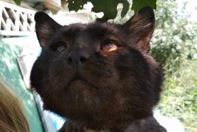 Слепой кот Мотя с тяжелой судьбой стал четвертым финалистом конкурса «Главный котик Новосибирска»