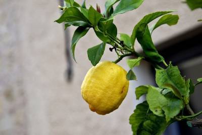 Биолог из Волгограда рассказал, как вырастить лимон на подоконнике