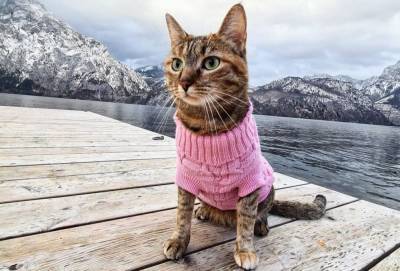 Велопутешественица Нала: кошка, которая проехала 16 тысяч километров
