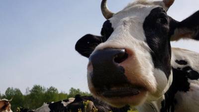Жители Украины начали лечиться от коронавируса ветеринарным препаратом для скота