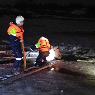 Две лошади провалились под лед в Дзержинском районе