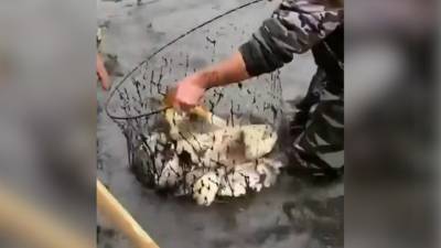 Появилось видео массового вылова рыбы из обмелевшего водохранилища в Ростове