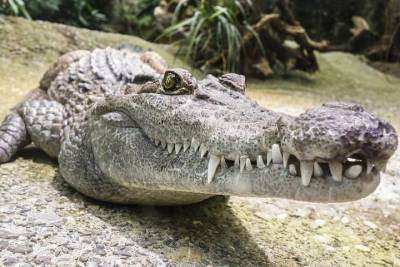 Быстрая эволюция помогла крокодилам пережить динозавров