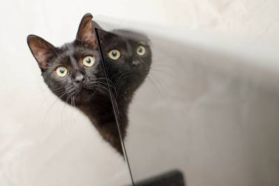 Ученые обнаружили, что кошки могут различать голос хозяев - vm.ru