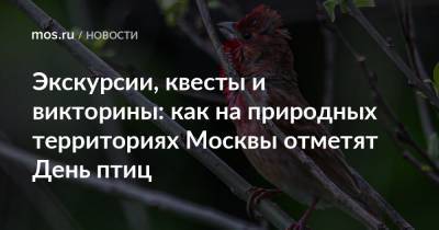 Экскурсии, квесты и викторины: как на природных территориях Москвы отметят День птиц