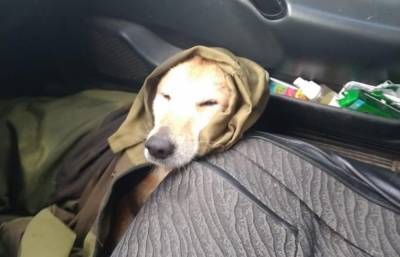 Тонущую собаку спасли в Вышнем Волочке Тверской области