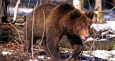 Жителей Латвии призывают фотографировать следы медведей: популяция под угрозой