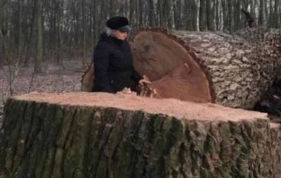 В Голосеевском парке Киева массово вырубают столетние дубы, в КГГА разводят руками