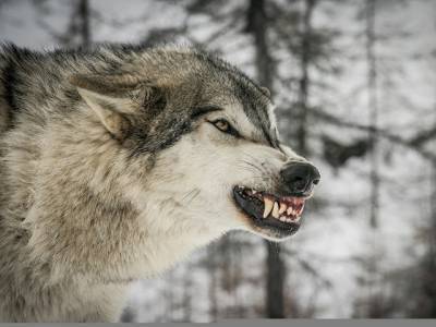 На Южном Урале дикие звери загрызли сторожевого пса