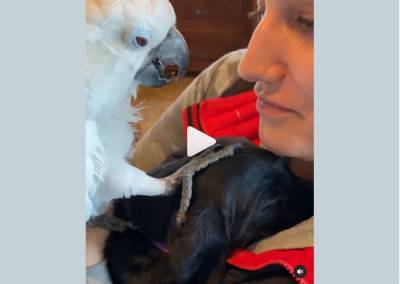 Пернатая няня: попугай гладит щенка и разговаривает с ним – трогательное видео