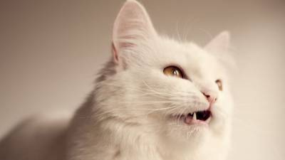 Ученые выяснили, что кошачьи царапины могут стать причиной шизофрении