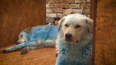 Собак с голубым окрасом трудоустроили в администрацию Дзержинска.