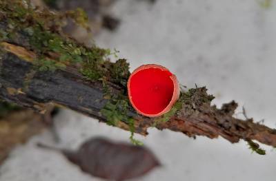 Фото: первые в этом сезоне съедобные грибы найдены в Ленобласти
