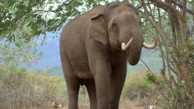 Власти Ботсваны поощряют охоту на слонов
