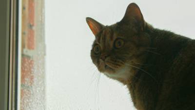 В Новороссийске спасли застрявшую в подвесном потолке кошку (ФОТО)